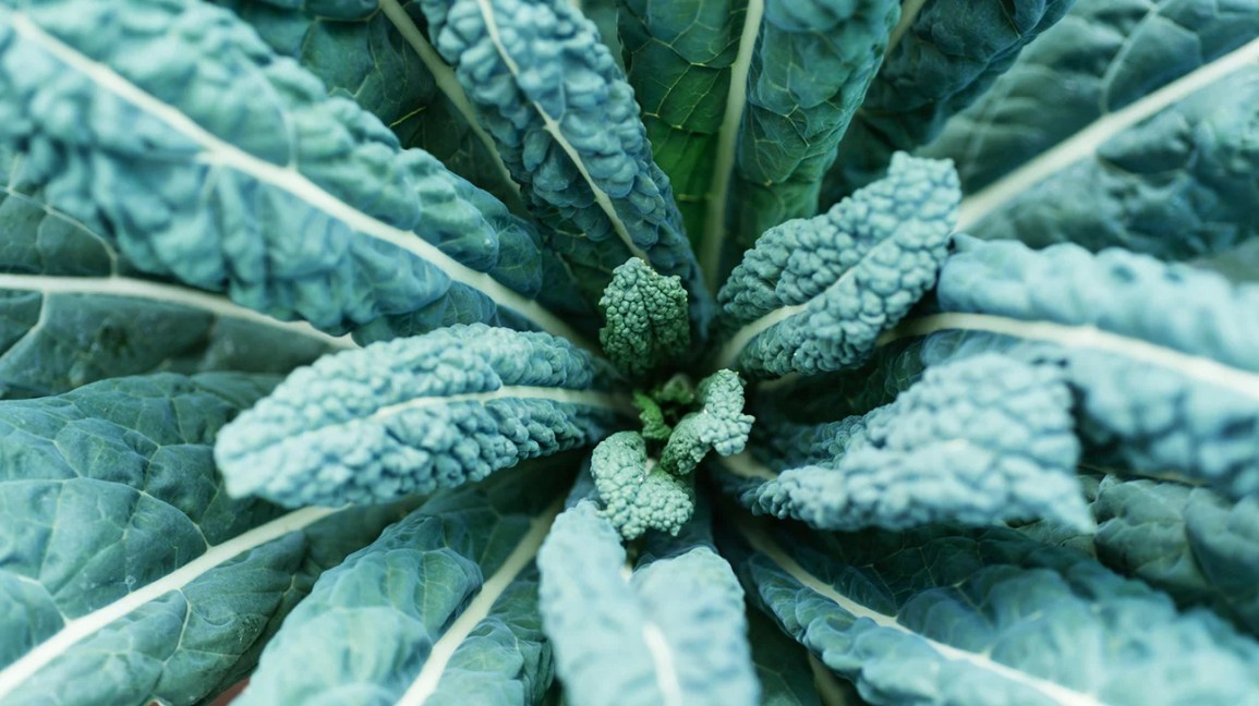 Tuscan (Lacinato) kale