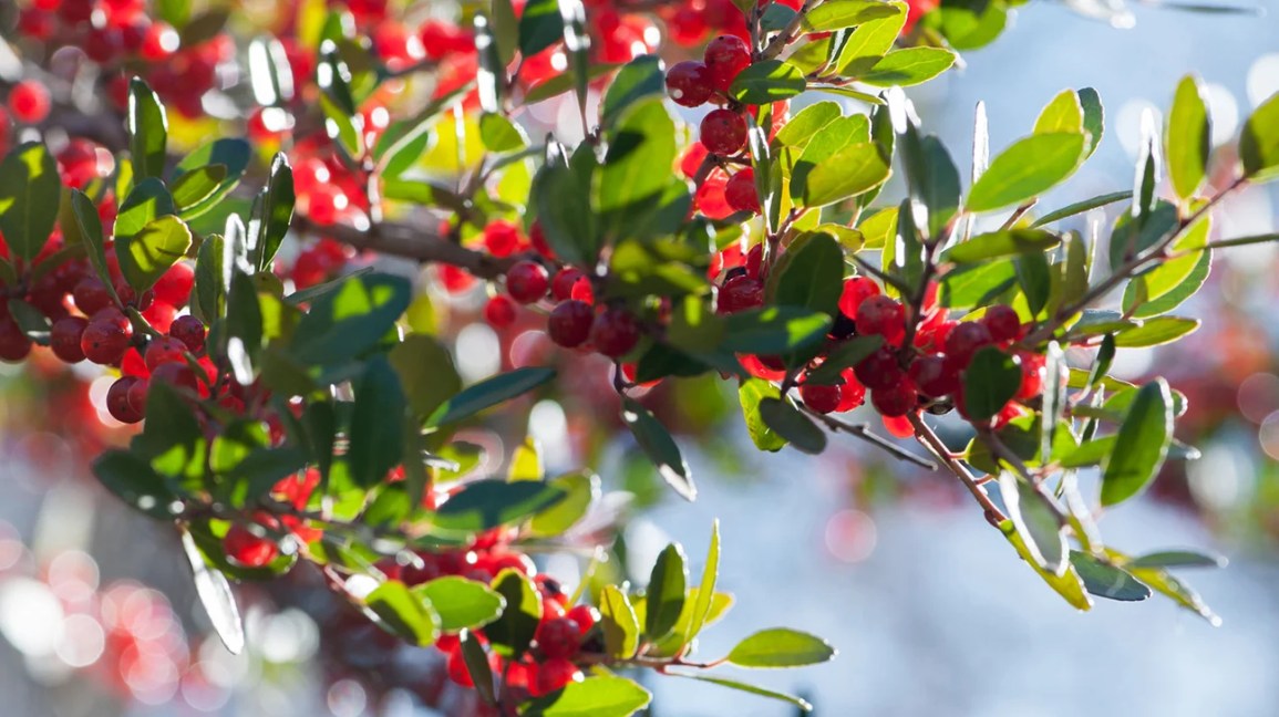 What Is Yaupon Tea, and Does It Have Benefits?